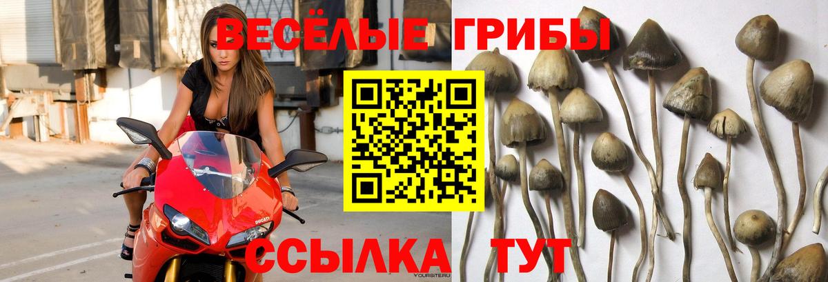 Псилоцибиновые грибы мухоморы Рубцовск